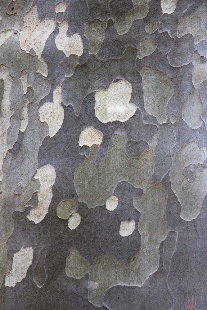 Mottled pattern of bark on a plane tree - Australian Stock Image