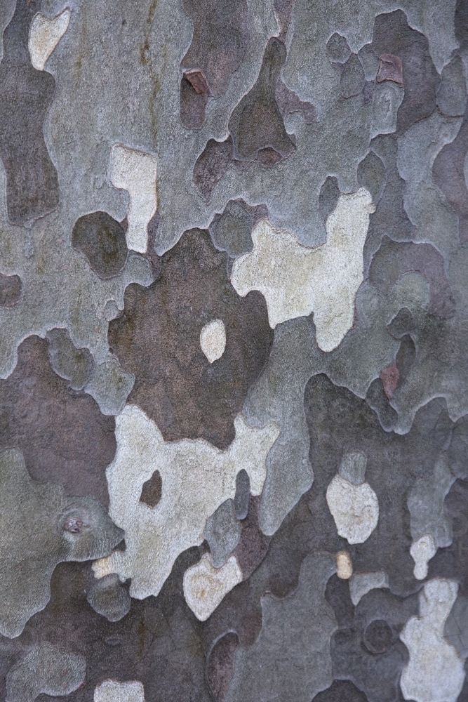 Mottled pattern of bark on a plane tree - Australian Stock Image