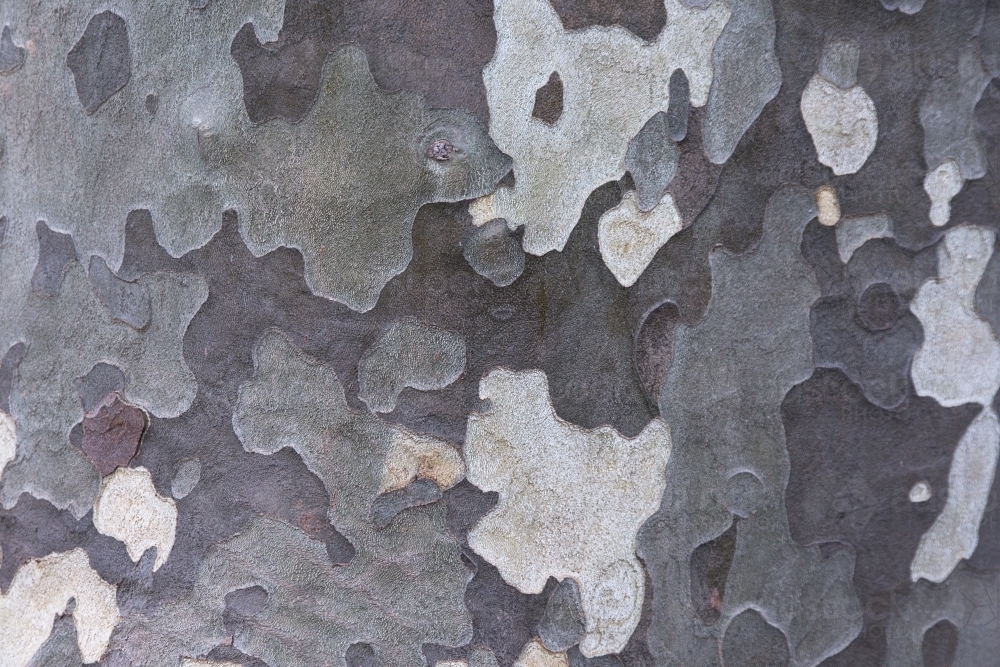 Mottled pattern of bark on a plane tree - Australian Stock Image