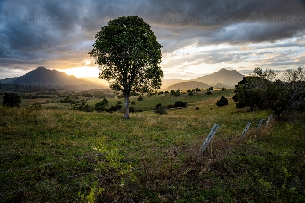 Mount Barney and tree at Sunset - Australian Stock Image