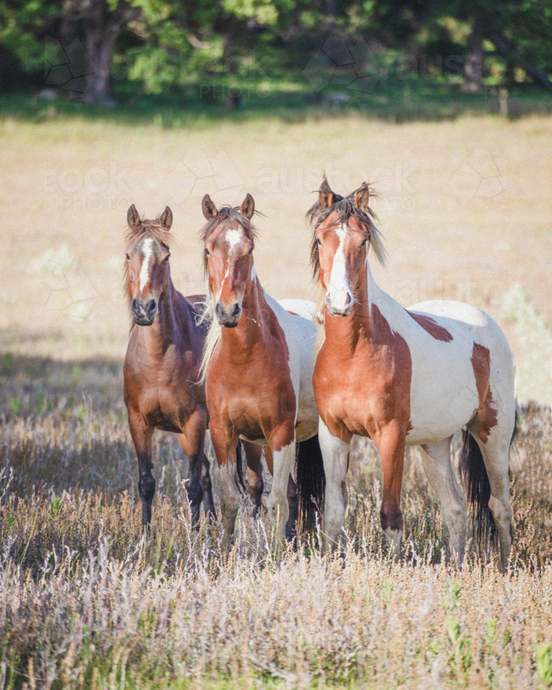 Mountain ponies in a country field - Australian Stock Image