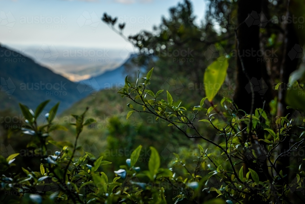 Mountain range view beyond the lush green foliage. - Australian Stock Image