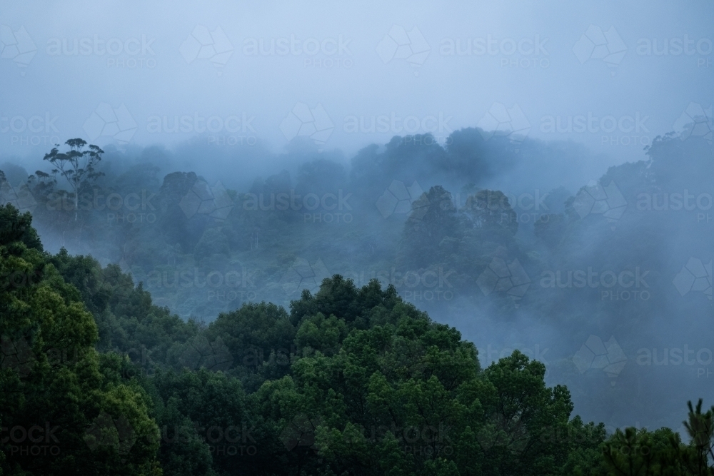 Mountain ridge and trees in foggy weather - Australian Stock Image