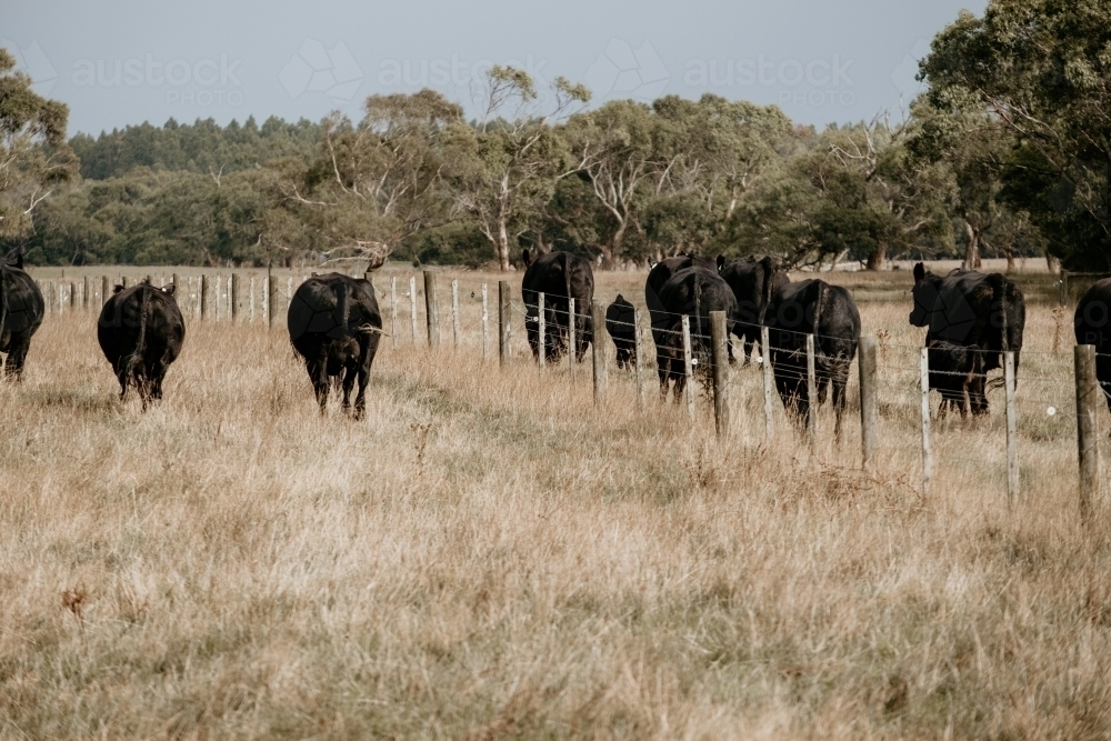 Moving cattle down the fence line. - Australian Stock Image