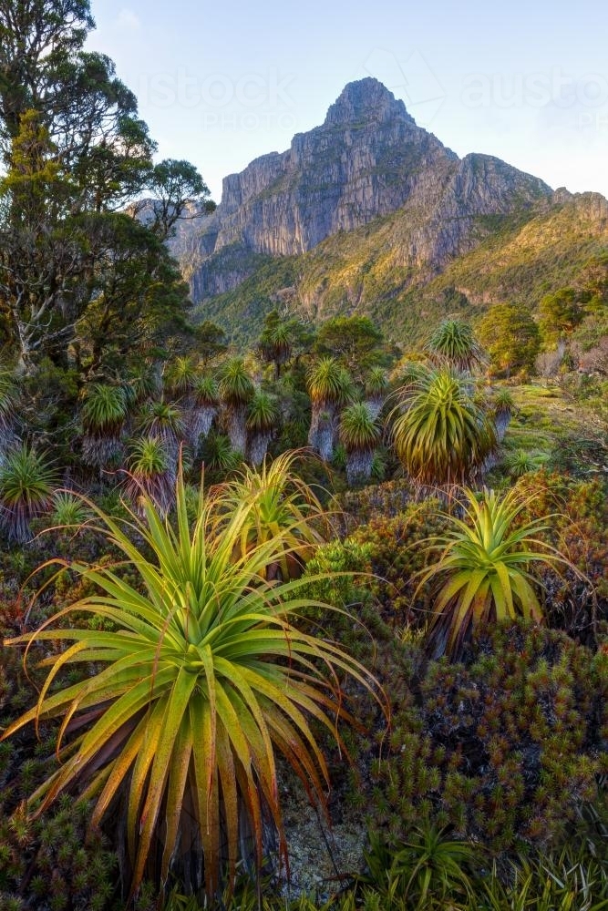 Mt. Anne from Pandani Shelf - Australian Stock Image