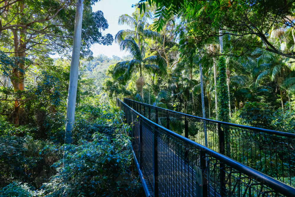 MT TAMBORINE, AUSTRALIA - JUL 30 2023: The stunning Tamborine Rainforest Skywalk on a warm winter's - Australian Stock Image