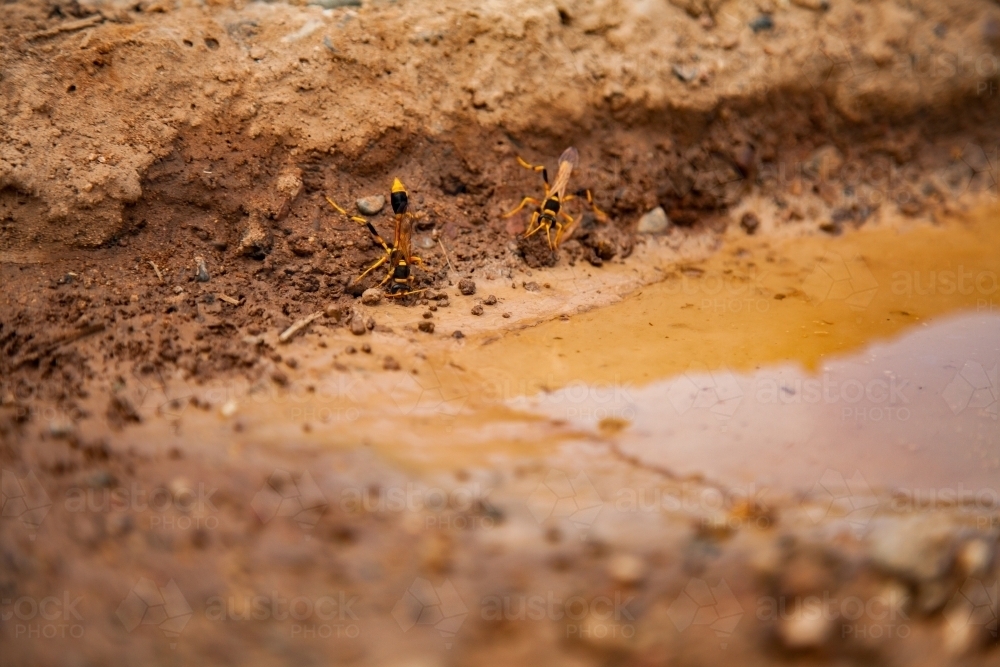 Mud wasps collecting mud from a brown puddle - Australian Stock Image