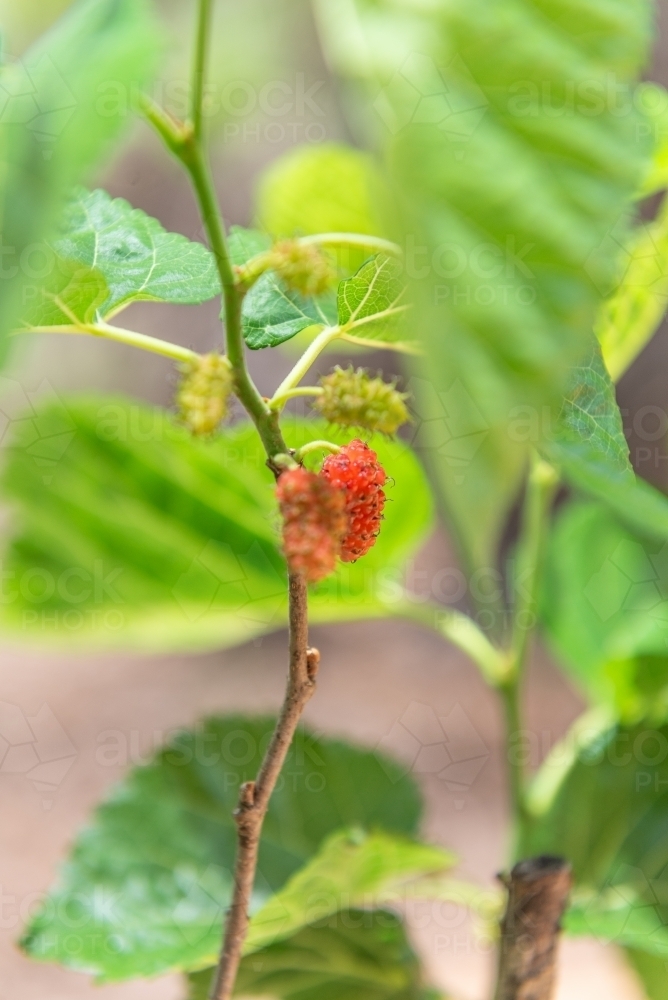 Mulberries - Australian Stock Image