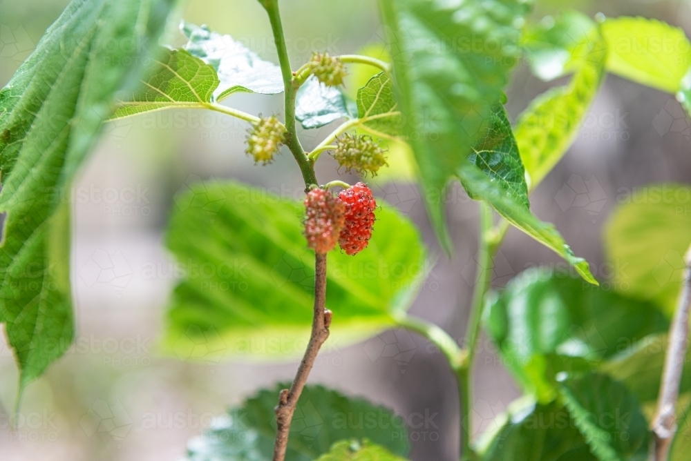 Mulberries - Australian Stock Image