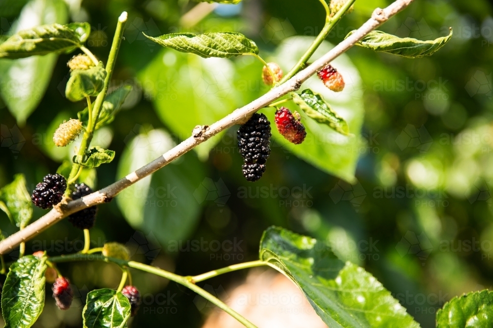 mulberries growing on a mulberry bush - Australian Stock Image