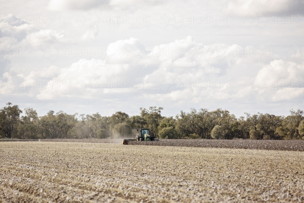 Mulcher in cotton stubble - Australian Stock Image