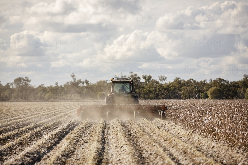 Mulching cotton stubble rows - Australian Stock Image