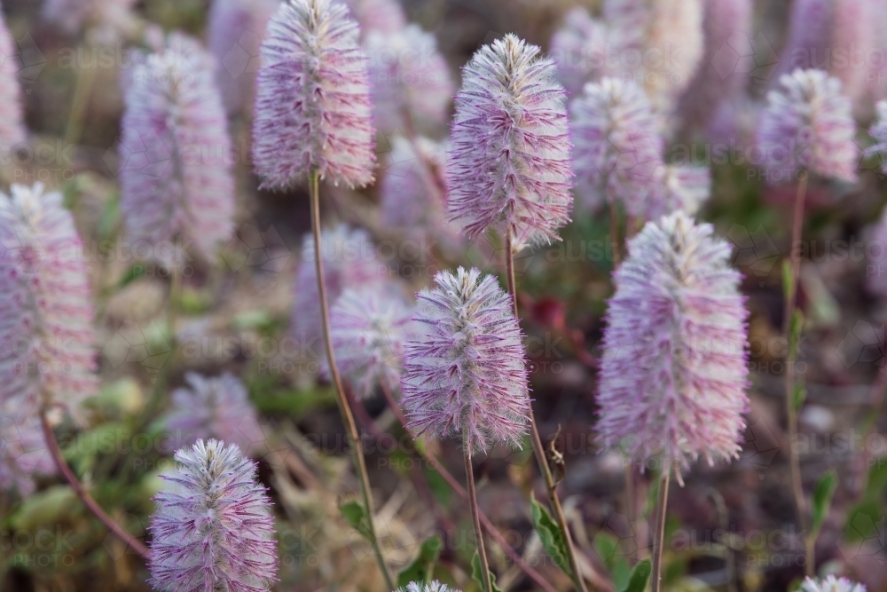 Mulla-mulla wild flowers up close - Australian Stock Image