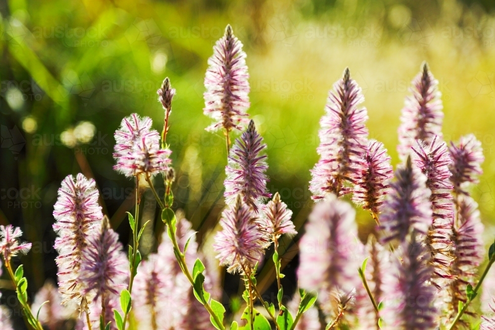 Mulla mulla wildflowers in bloom. - Australian Stock Image