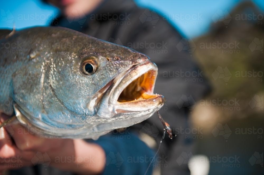 Mulloway head after being caught on artificial lure - Australian Stock Image