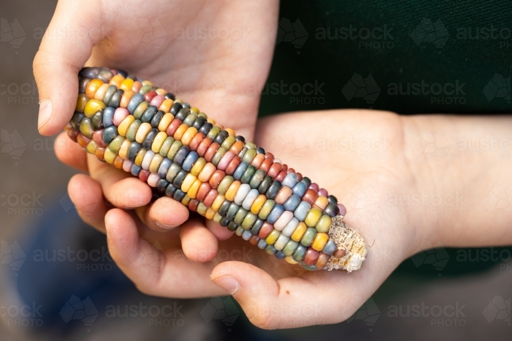 Multi coloured aztec maize corn with rainbow kernels being held in a child's hand - Australian Stock Image