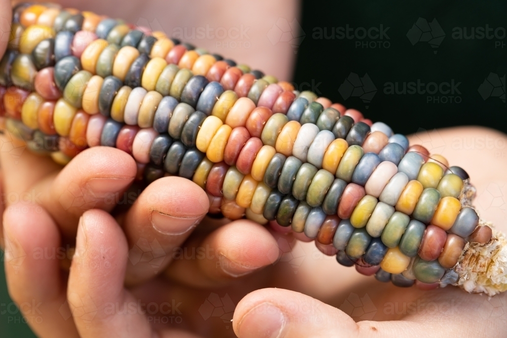 Multi coloured aztec maize corn with rainbow kernels being held in a child's hand - Australian Stock Image