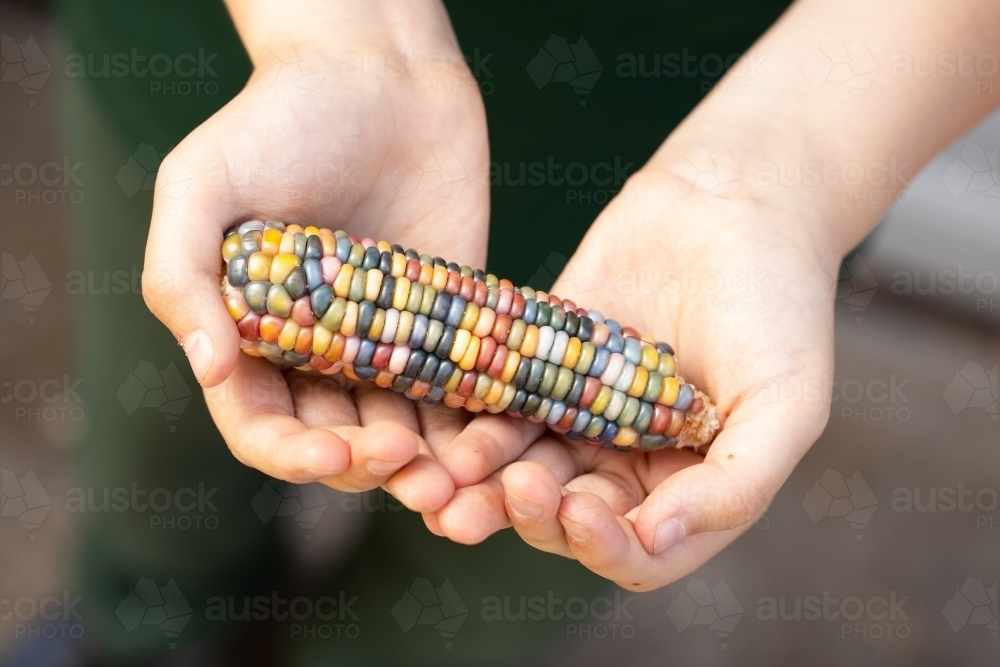 Multi coloured aztec maize corn with rainbow kernels being held in a child's hand - Australian Stock Image