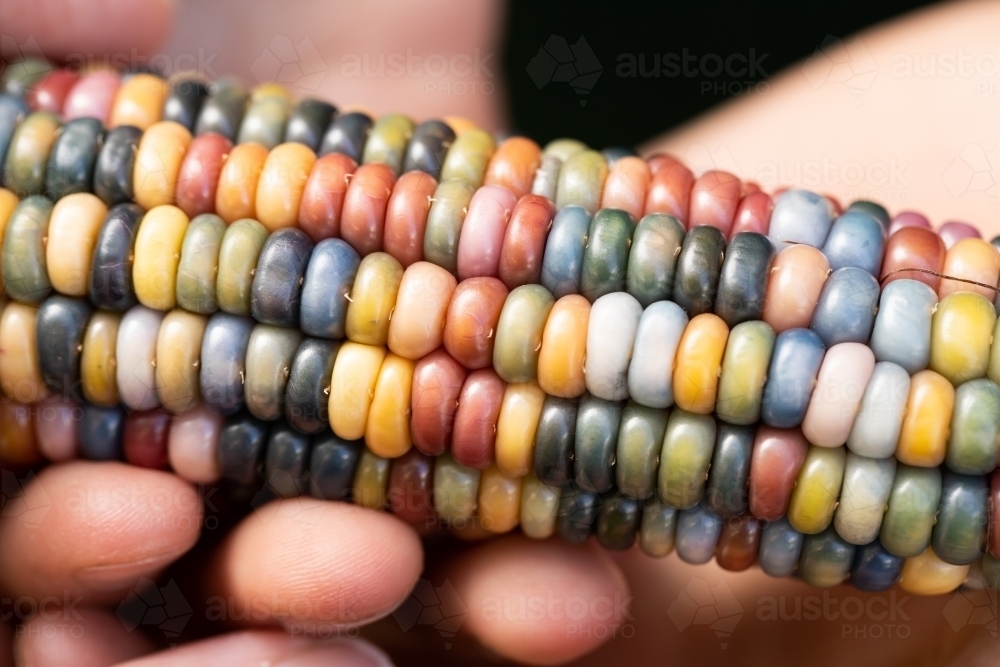 Multi coloured aztec maize corn with rainbow kernels being held in a child's hand - Australian Stock Image