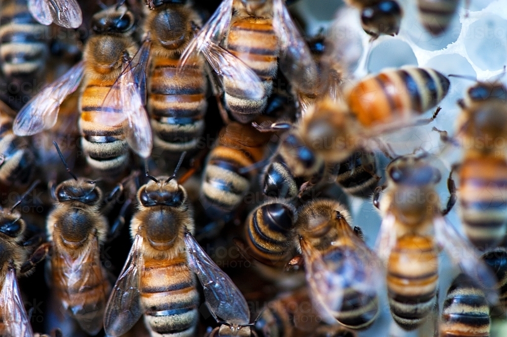 Multiple bees on honeycomb - Australian Stock Image