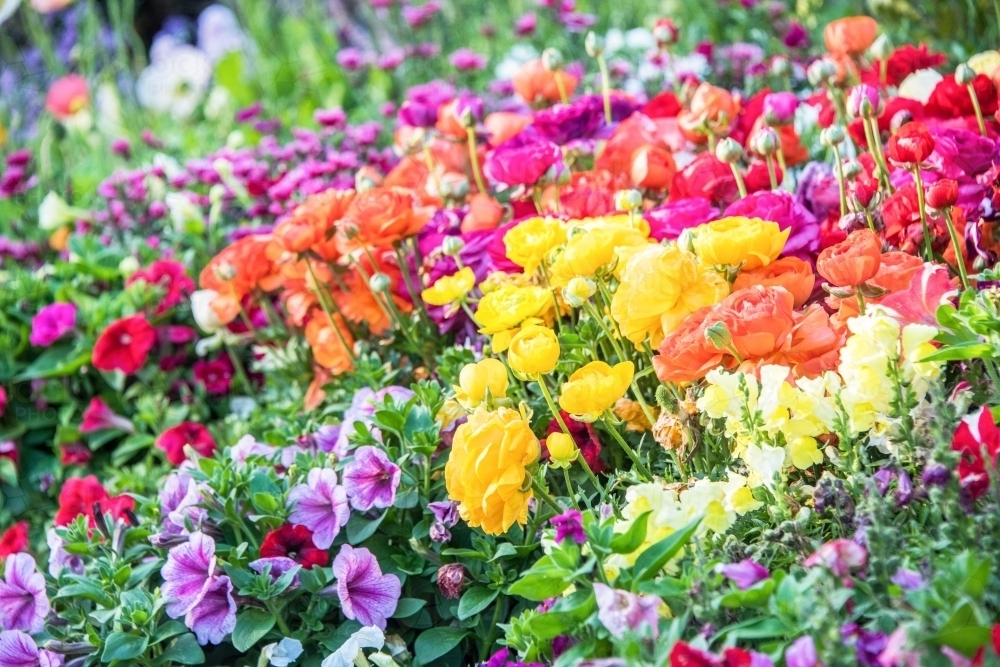 Multiple coloured flowers on a garden bed. - Australian Stock Image