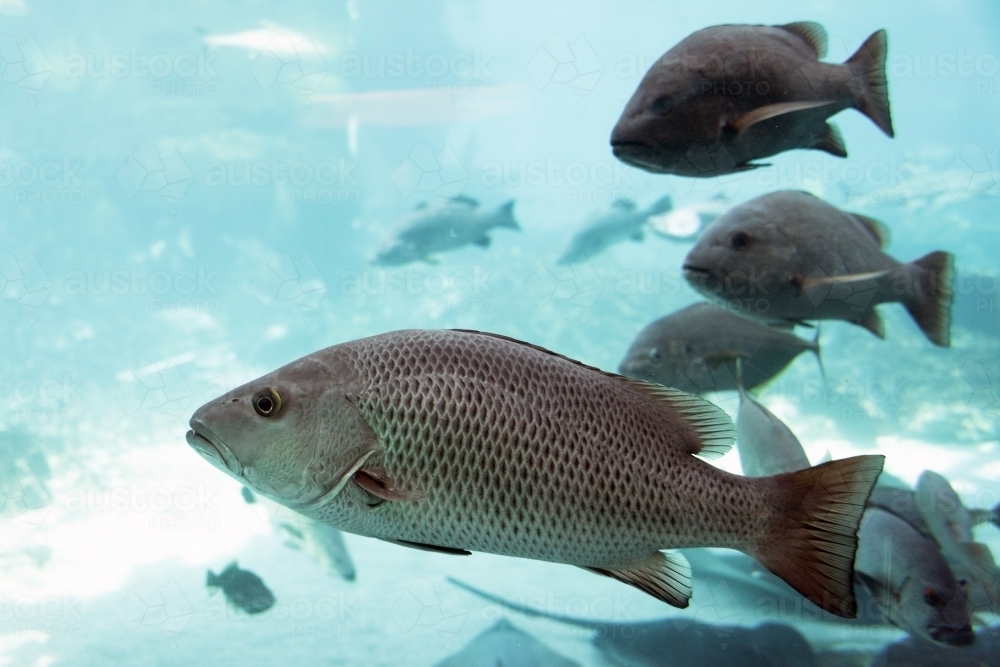 Multiple fish swim past aquarium - Australian Stock Image