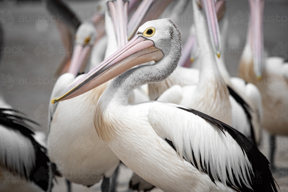 Multiple pelicans at the beach standing together. - Australian Stock Image