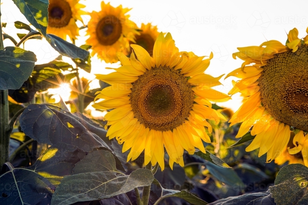 Multiple sunflowers close up with the sun peaking behind. - Australian Stock Image