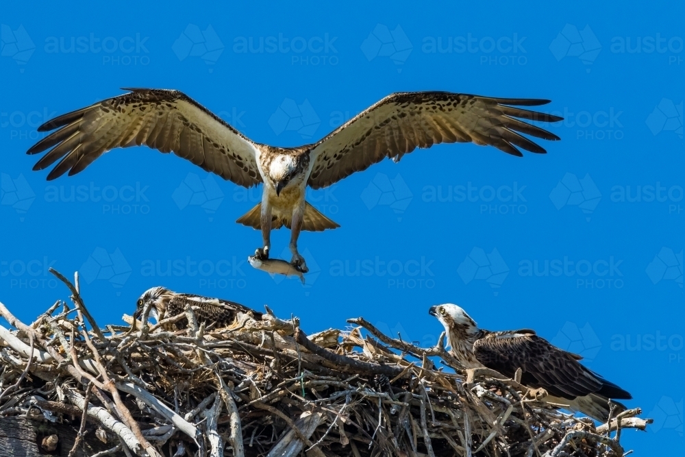 Mum returns with fish - Australian Stock Image