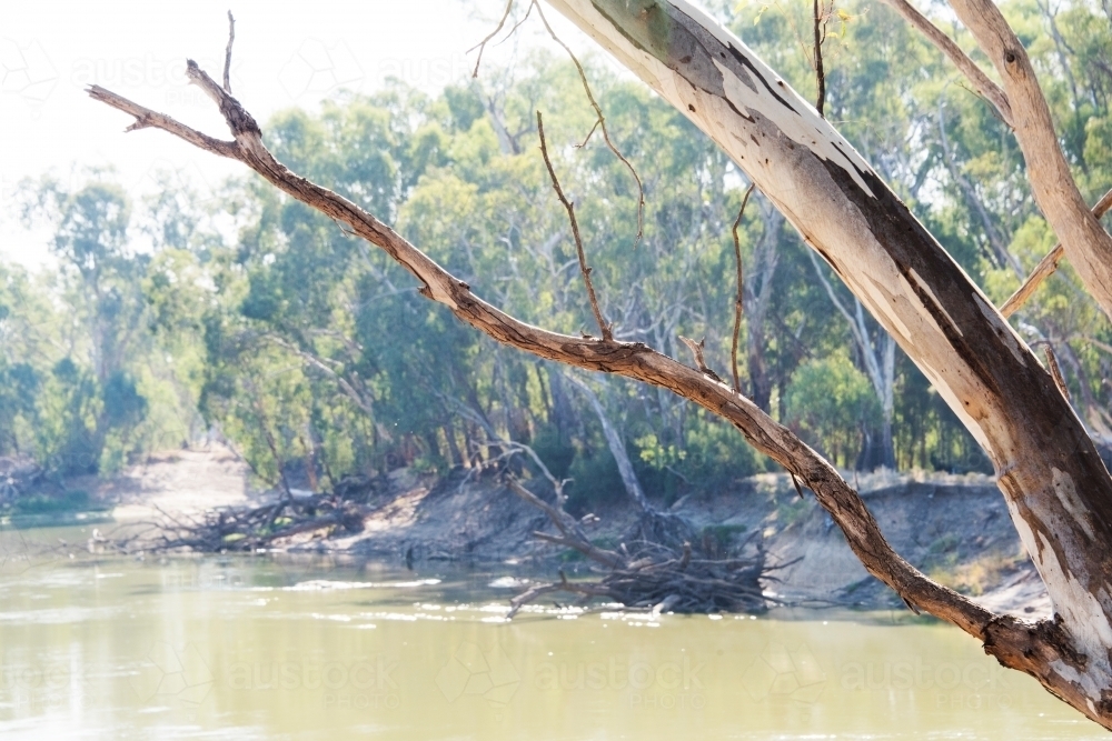 Murray river with red gum bark framing shot - Australian Stock Image