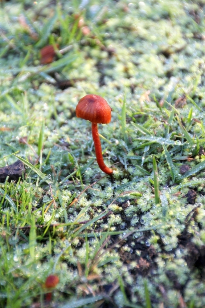 Mushroom standing on mossy ground - Australian Stock Image