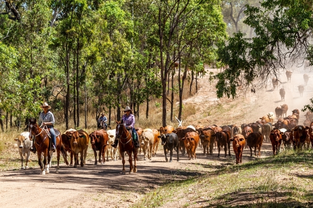 Mustering a mob of cattle along a dirt road in outback Queensland. - Australian Stock Image