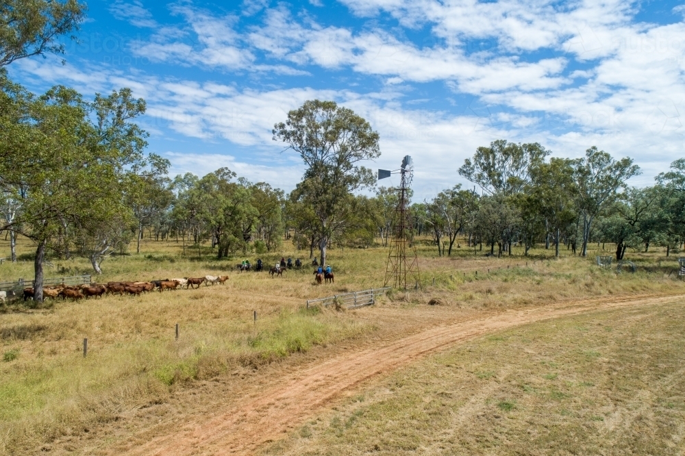 Mustering a mob of cattle past a windmill. - Australian Stock Image