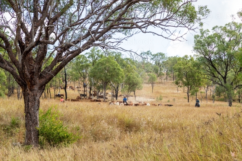 Mustering cattle through tall grass and light timber. - Australian Stock Image