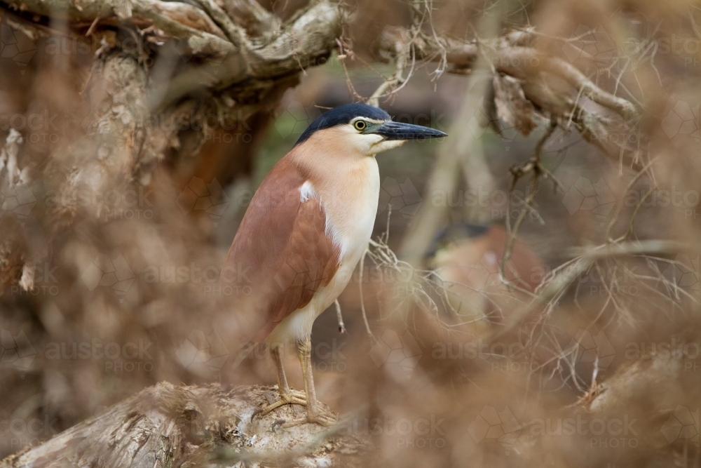 Nankeen or Rufous Night Heron - Australian Stock Image