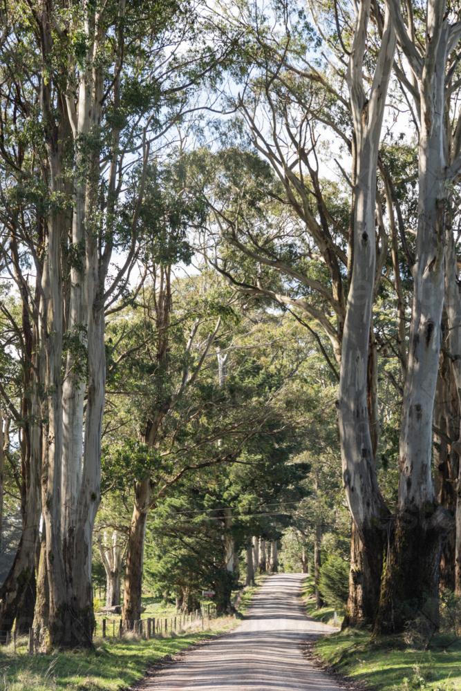 narrow country dirt road with gumtrees - Australian Stock Image