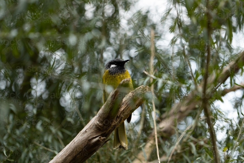 Image of Native Australian critically endangered helmeted honeyeater ...