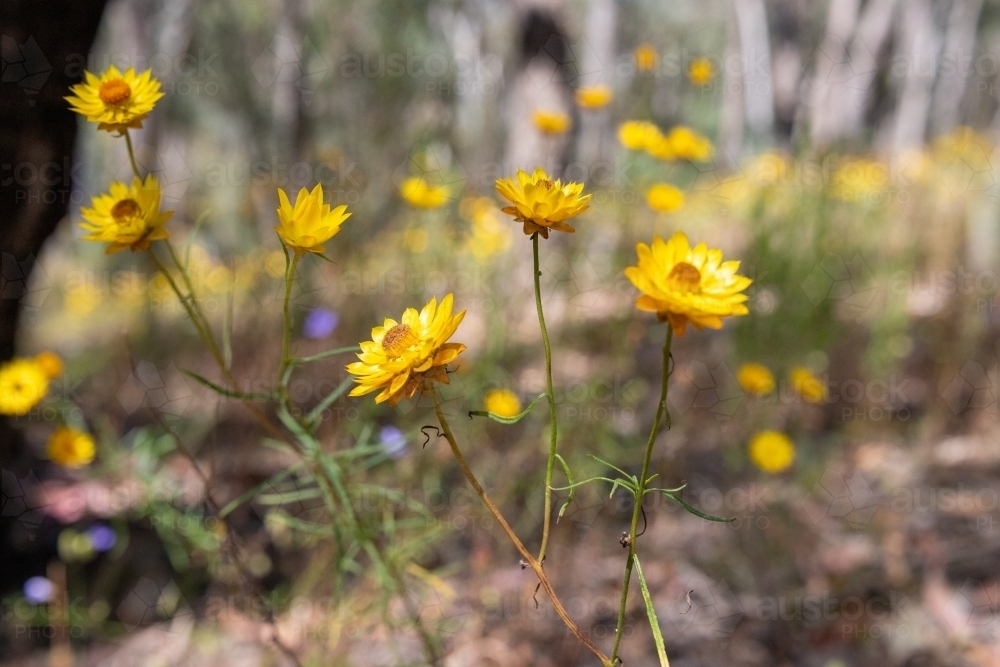 Native Australian paper daisy - Australian Stock Image