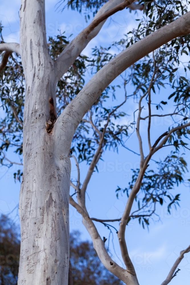 Native Australian scribbly gum tree branches against blue sky in bushland - Australian Stock Image