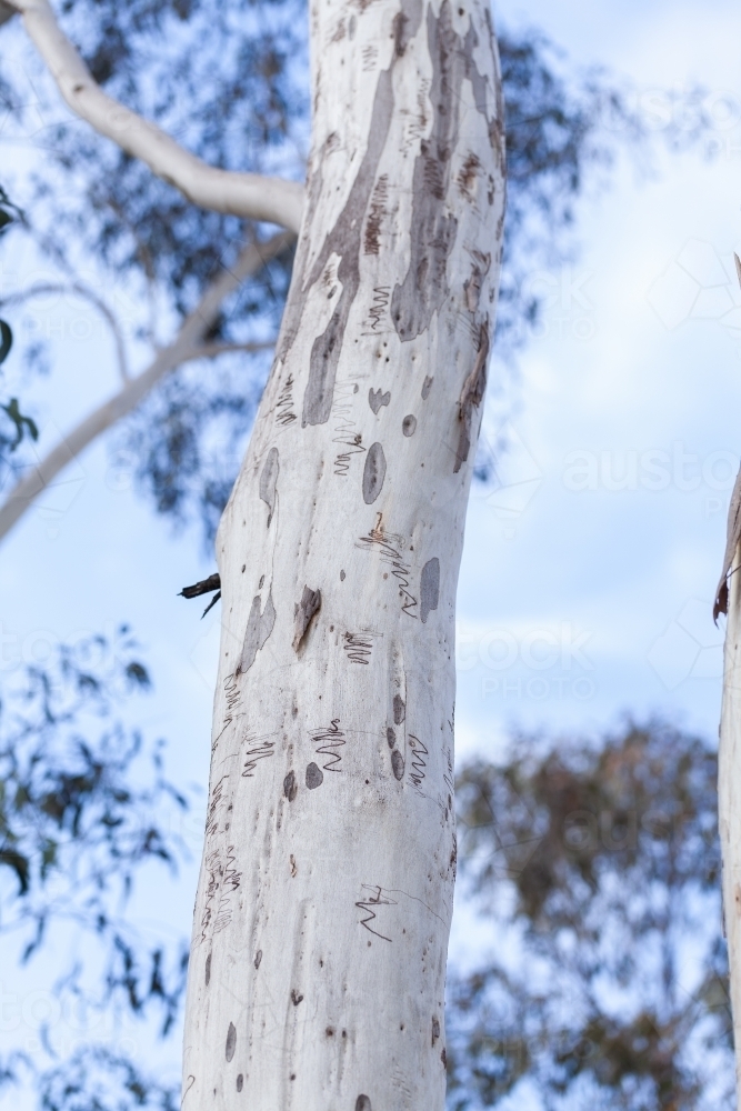 Native Australian scribbly gum tree branches against blue sky in bushland - Australian Stock Image