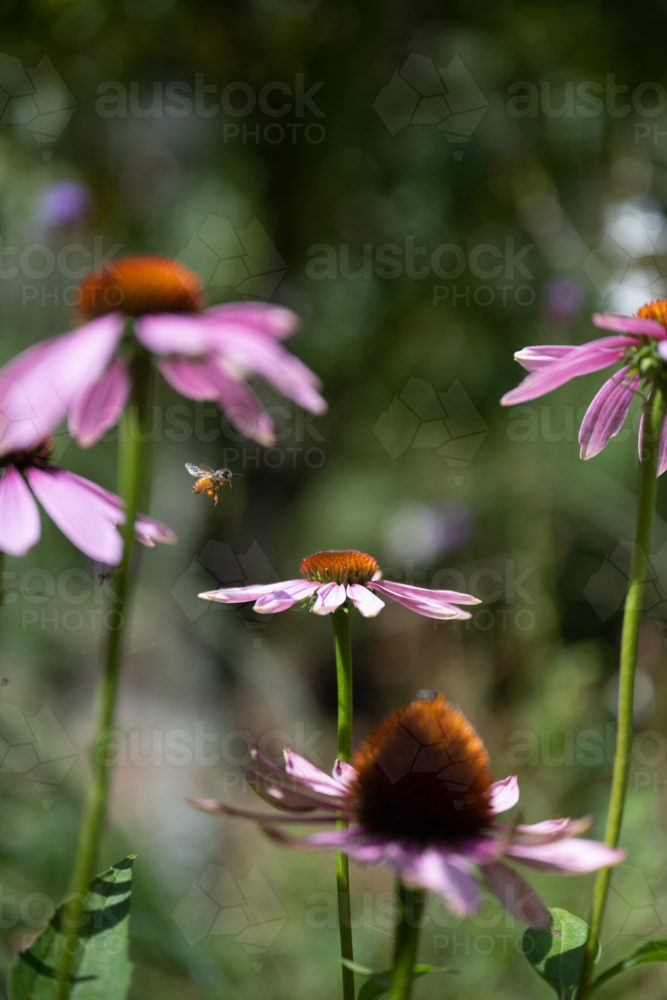 native bees enjoying the pink echinacea - Australian Stock Image