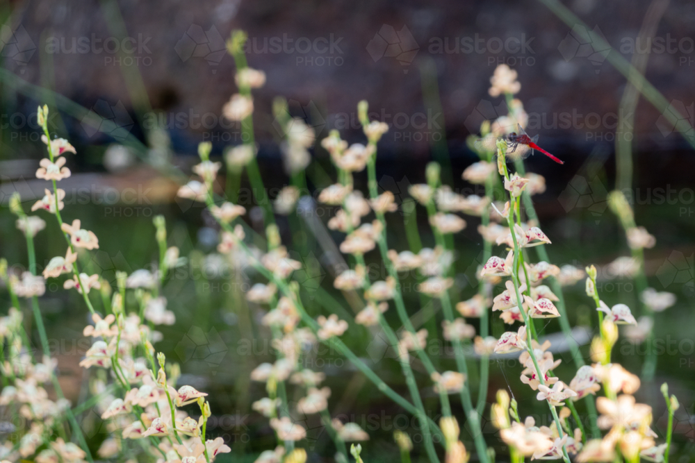 Native bladderwort flower with red dragonfly - Australian Stock Image