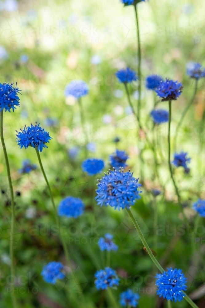 Native blue flower clusters - Australian Stock Image