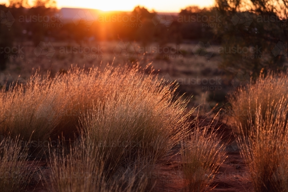 native bush backlit by the sunset at the outback - Australian Stock Image