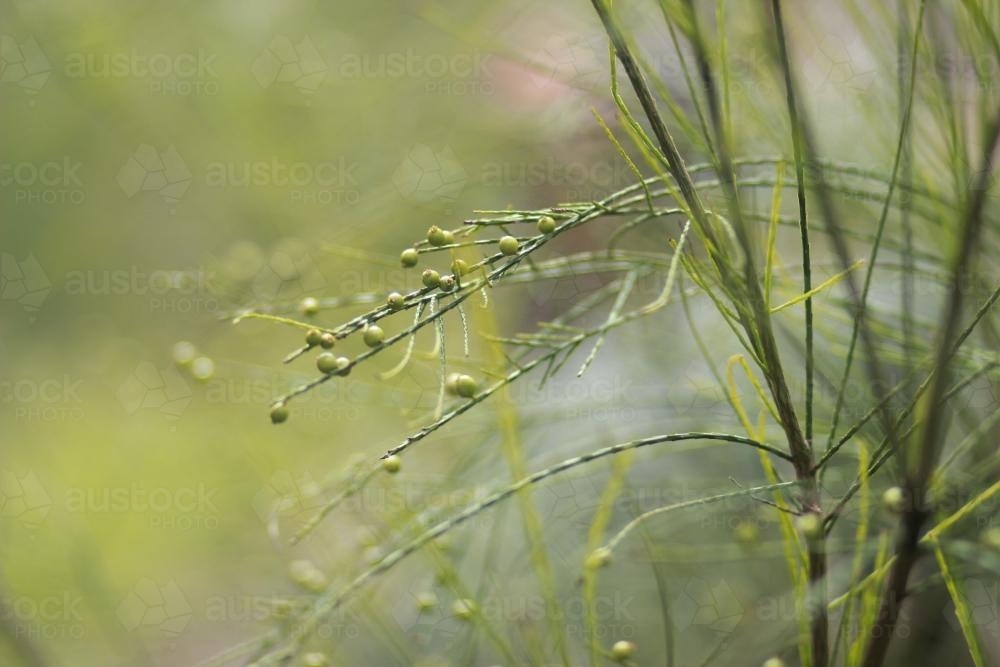 Native Bush Tucker - Australian Stock Image