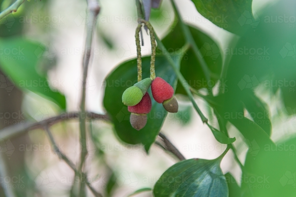 Native Cherries - Australian Stock Image