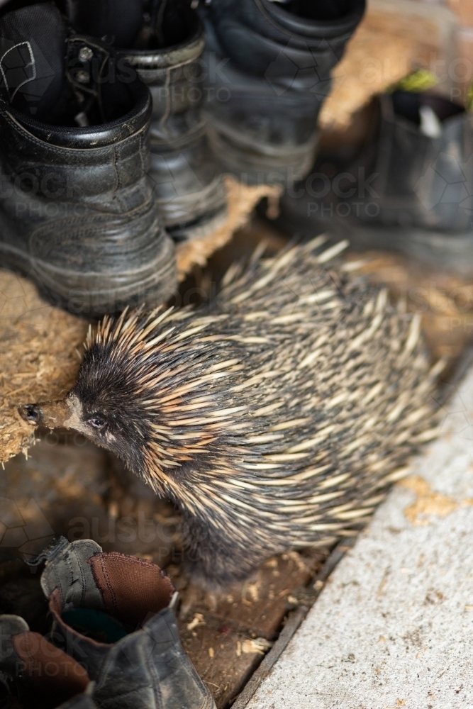 Native echidna animal out and about during mating season amongst farm boots - Australian Stock Image