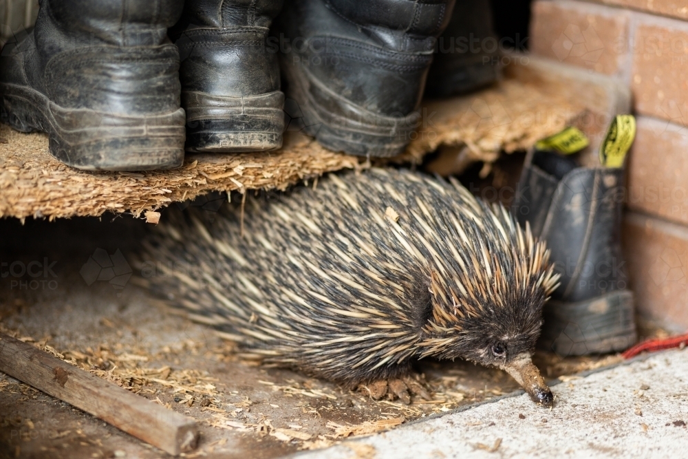 Native echidna animal out and about during mating season amongst farm boots - Australian Stock Image