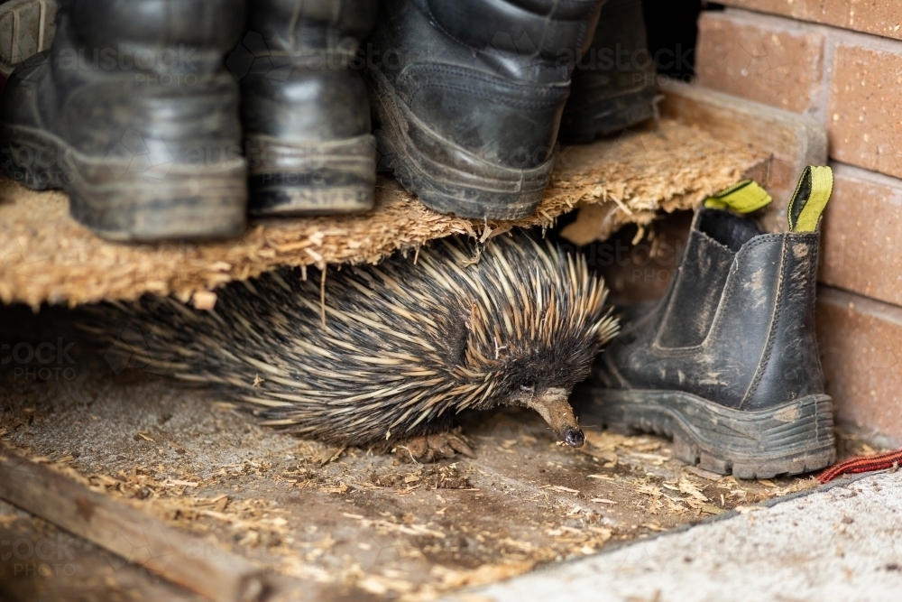 Native echidna animal out and about during mating season amongst farm boots - Australian Stock Image