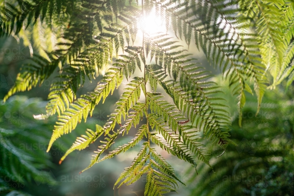 Native Fern and Morning Sunlight - Australian Stock Image